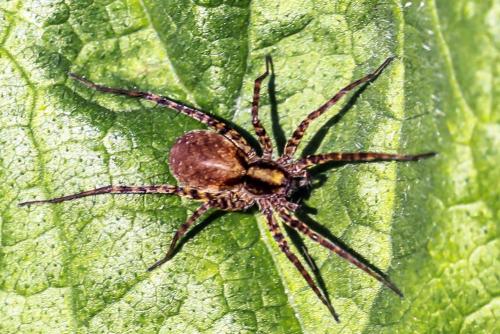 Pardosa sp.